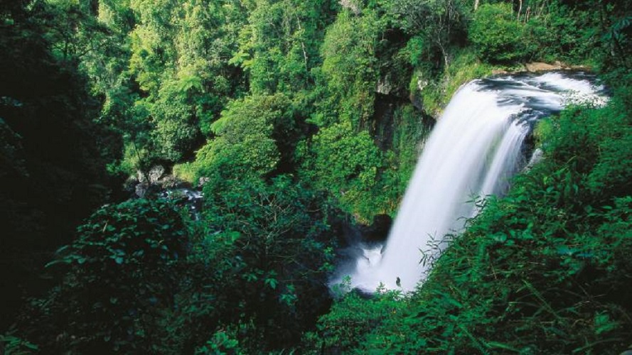 Los bosques tropicales puede resistir el calentamiento global