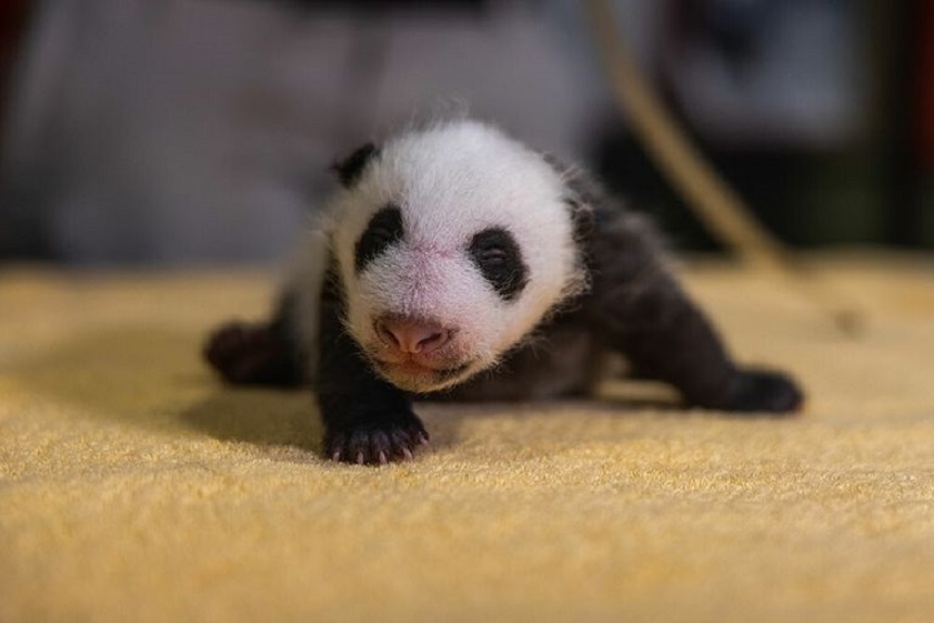 Los pandas gigantes nacen ciegos, de color rosa, delicados e indefensos