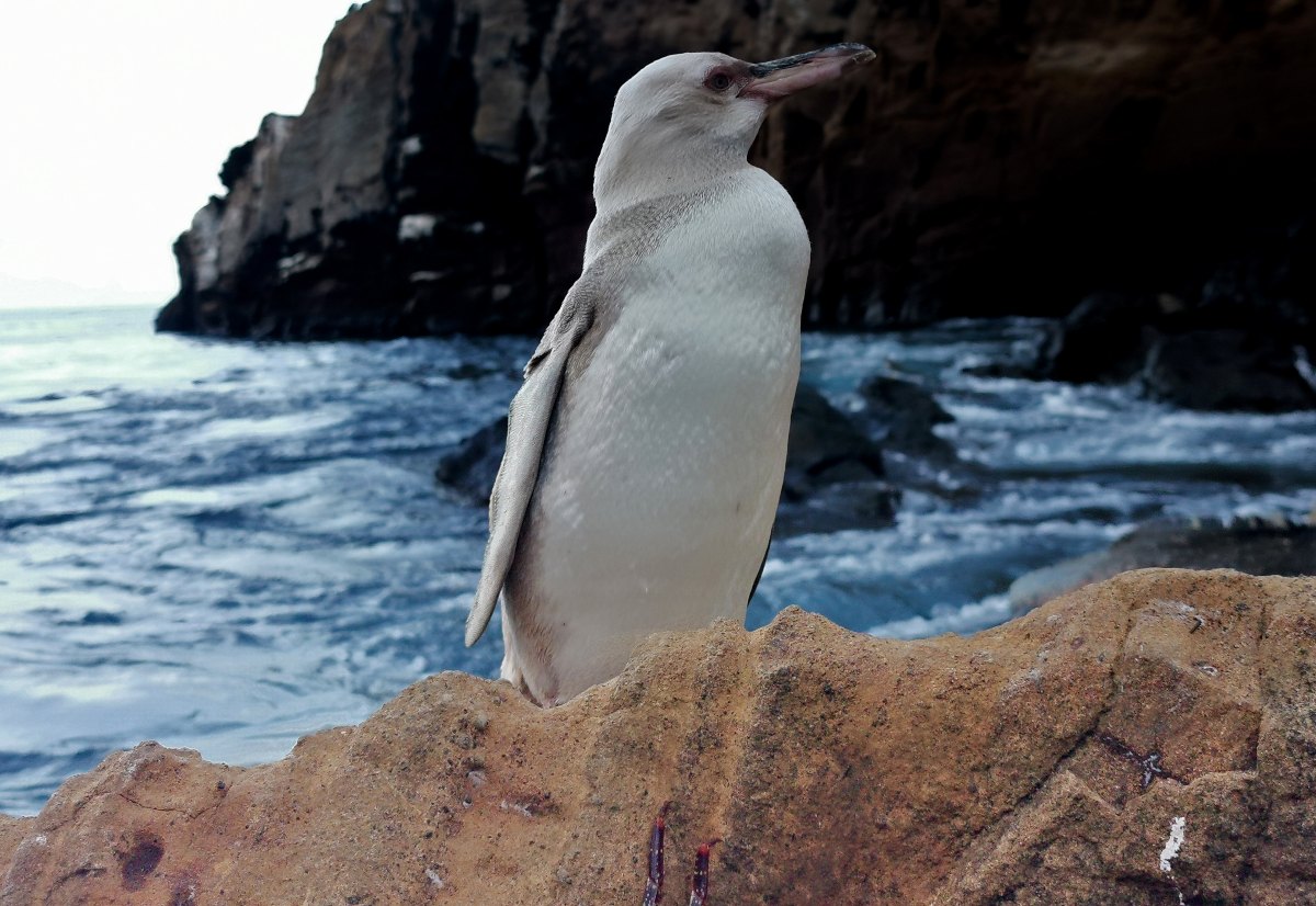 Galápagos