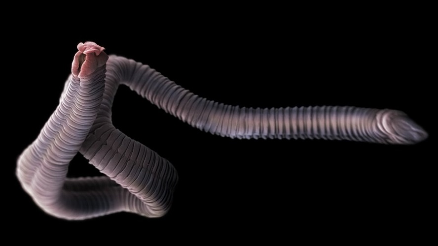 Estudio revela que la naturaleza está perdiendo sus parásitos