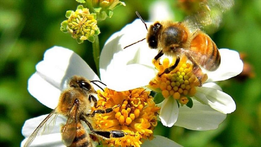 Abejas en peligro: desde 1990 no se observa un cuarto de las especies