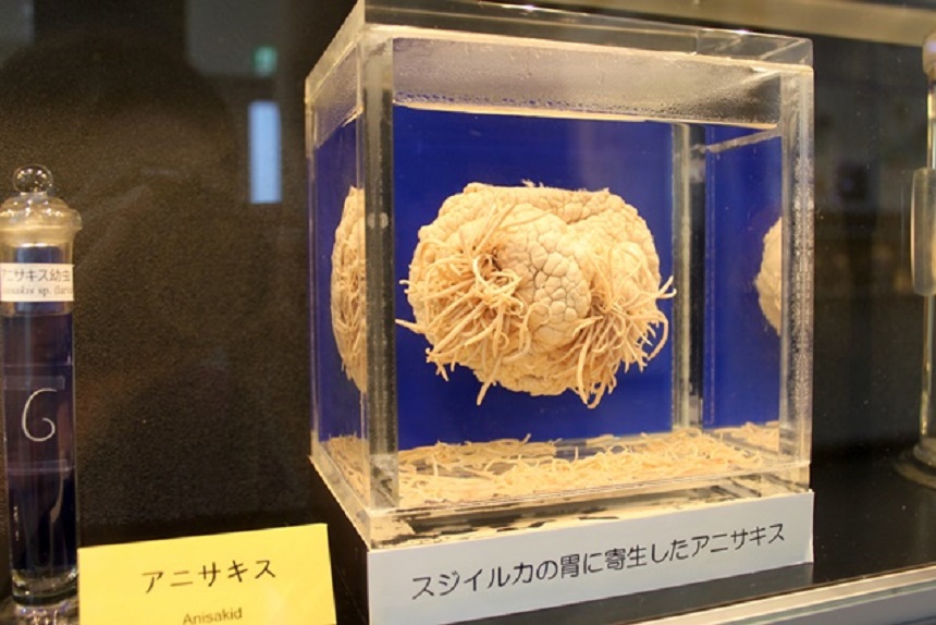 Conoce el museo en Japón dedicado a los parásitos