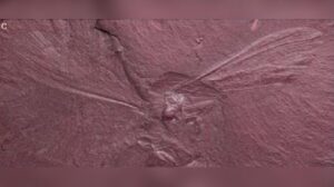 Ciencia: hallan una mantis religiosa que vivió entre dinosaurios