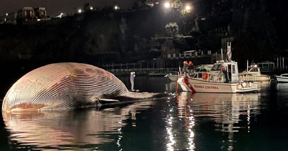Italia: aparece el cadáver de una enorme ballena de 70 toneladas