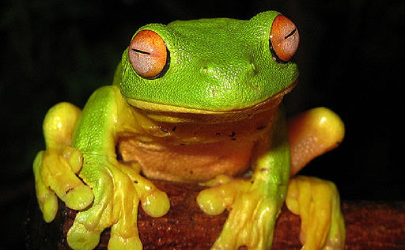 La proteína ABC juega un papel clave en la evolución de las especies