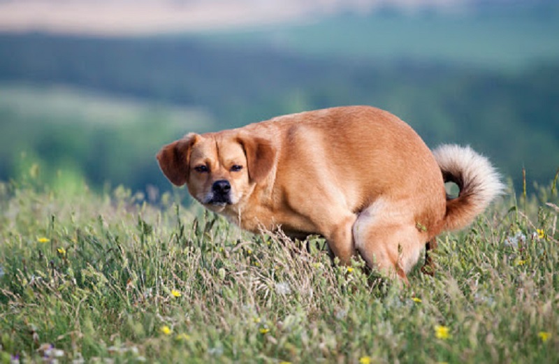 Los perros excretan alineados con el campo magnético de la Tierra