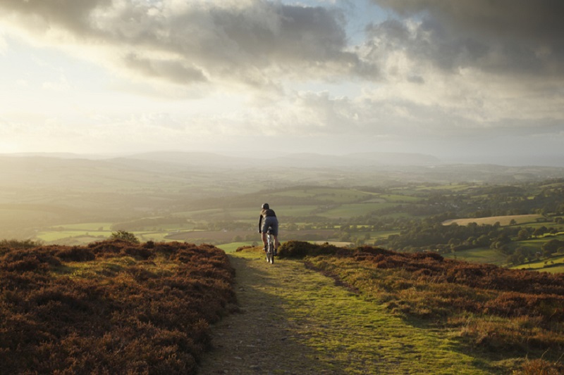 ¿Qué animal o grupo de animales nos relevarían como especie dominante?