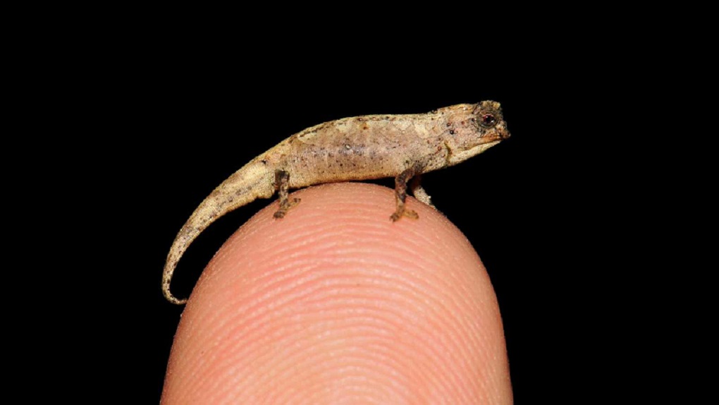 "Brookesia nana": el nanocamaleón más pequeño del mundo