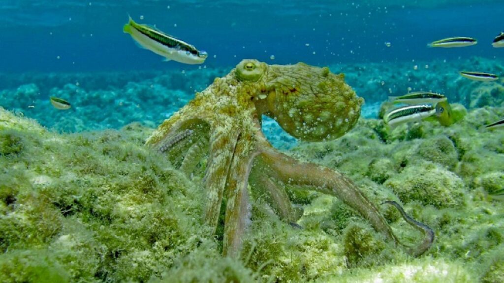 Pulpo Octopus insularis: estudio revela que tiene dos etapas de sueños