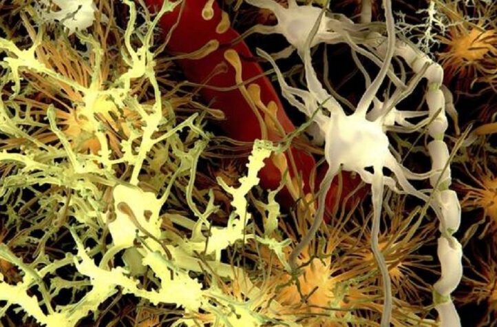 La glía: pieza clave para entender la bipolaridad y la esquizofrenia