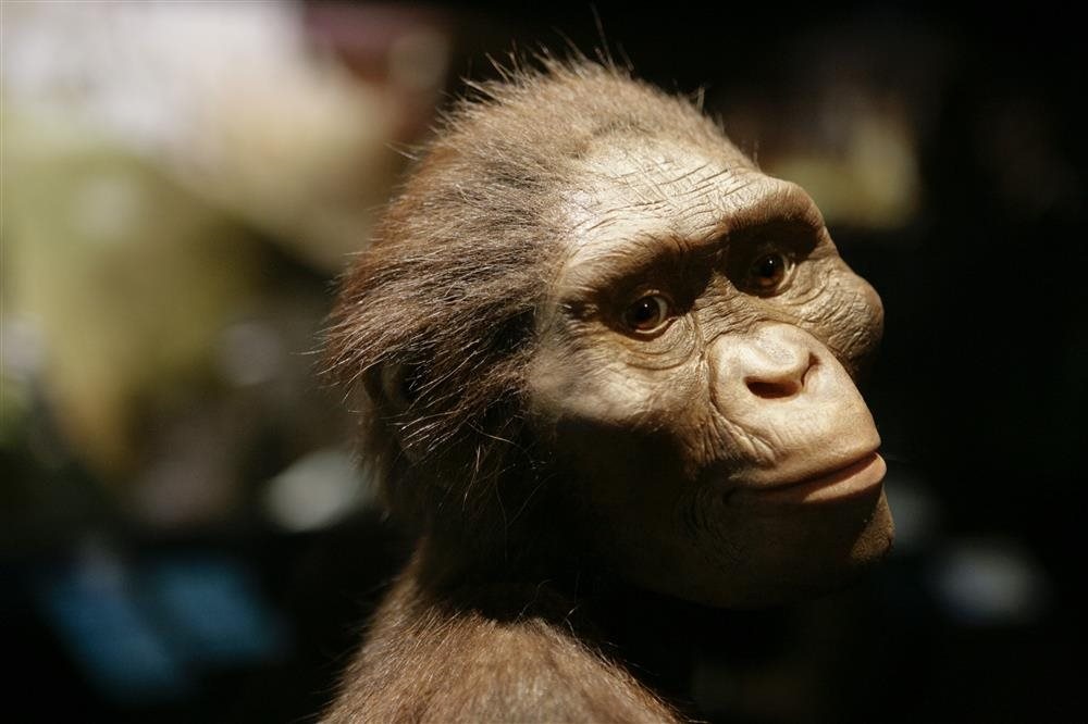 Los fósiles de Lucy y Ardi cambiaron la historia de la humanidad