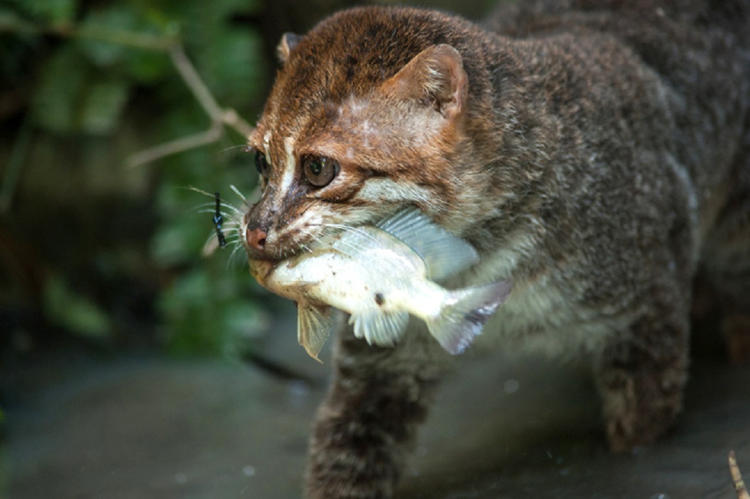 Conoce el gato de cabeza plana, el más raro y escaso de todo Asia