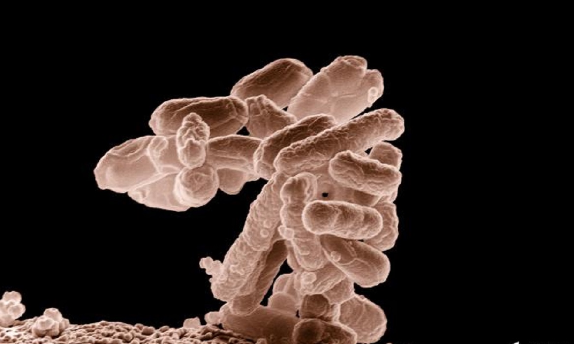 Microbios han estado en punto muerto evolutivo durante millones de años