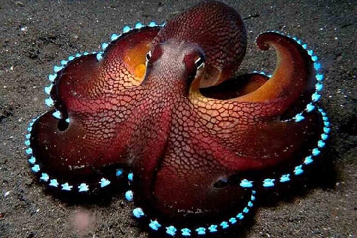 l pulpo, invertebrado que sorprende a científicos con sus mil rarezas