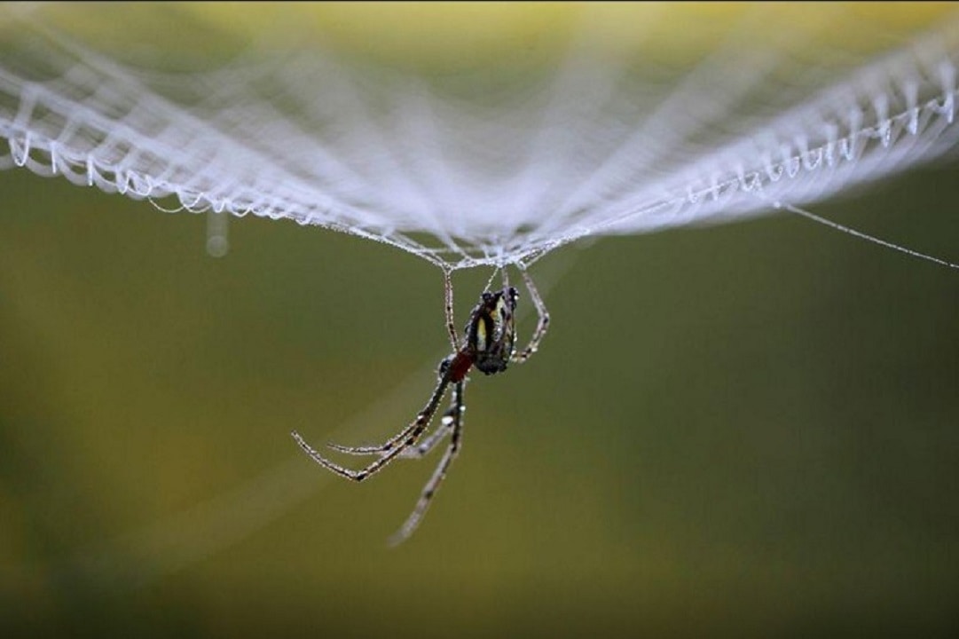 Científicos crean música a través de las vibraciones de la telaraña