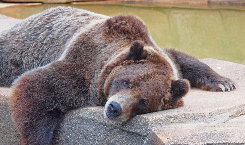 Misteriosa infección cerebral altera el comportamiento de osos