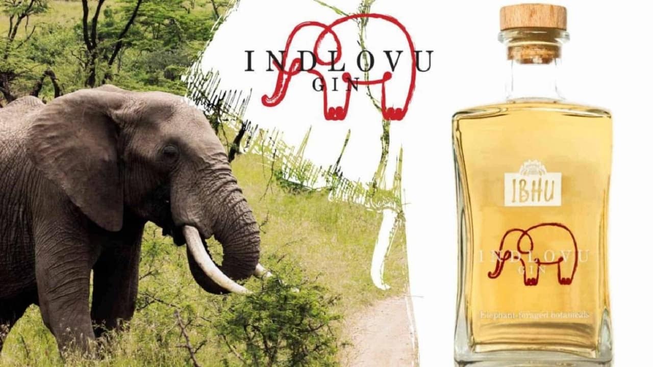 Conoce Indlovu, la ginebra hecha con estiércol de elefante