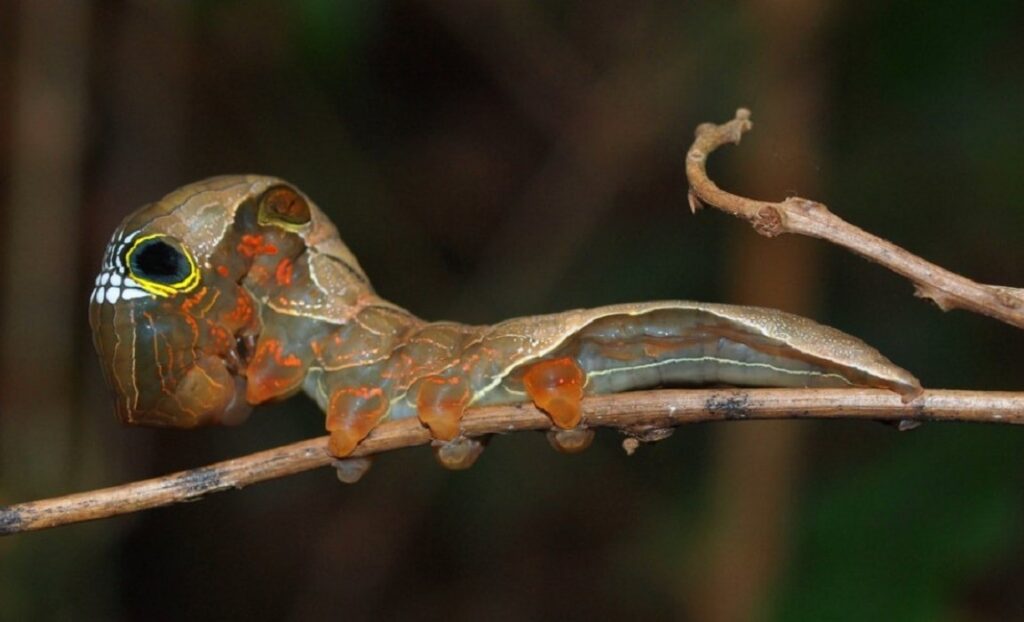 La polilla de la muerte y