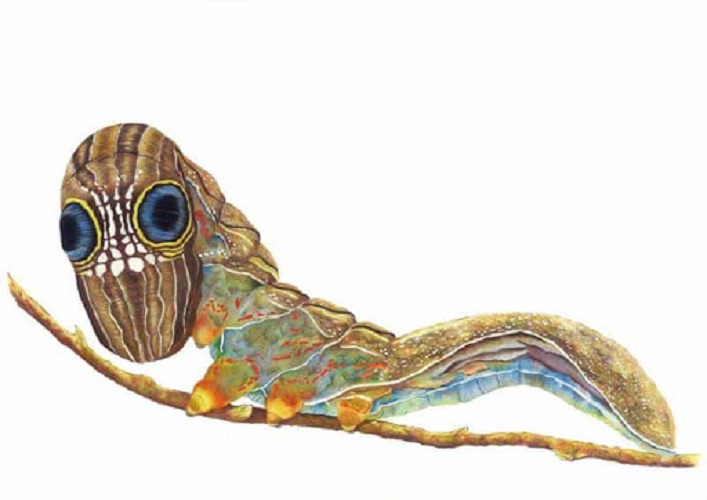 La polilla de la muerte y