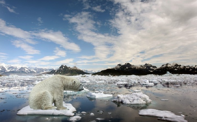 Grolar: conoce la especie de osos híbridos creada por el cambio climático