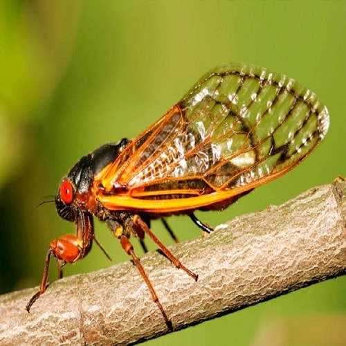 Las fantástica cigarras periódicas, una de las maravillas del mundo natural