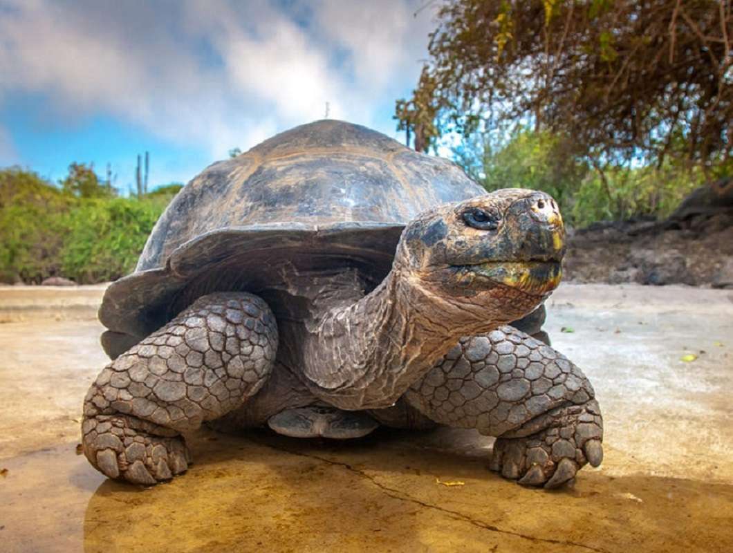 Galapagos: hallan tortuga gigante que corresponde a una especie extinta