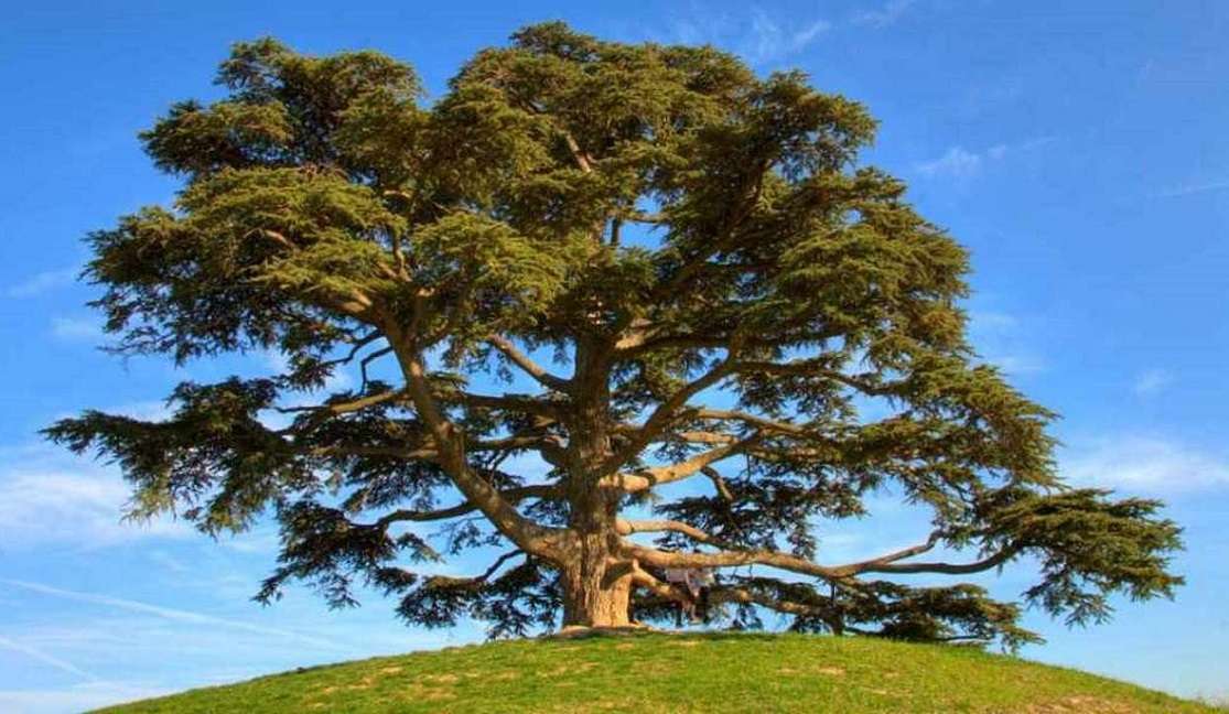 30 de mayo: Día del Árbol