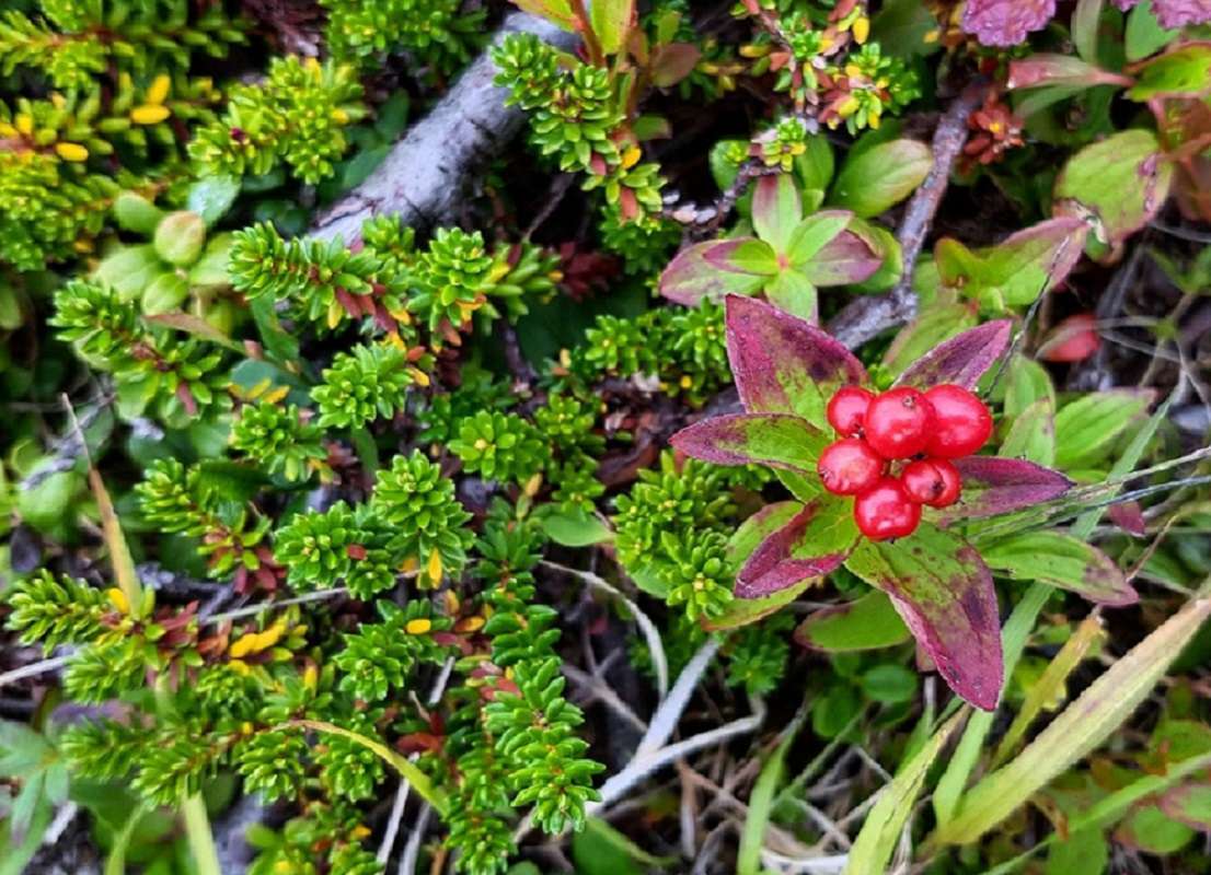 Conoce los microbosques: la alternativa para combatir al cambio climático