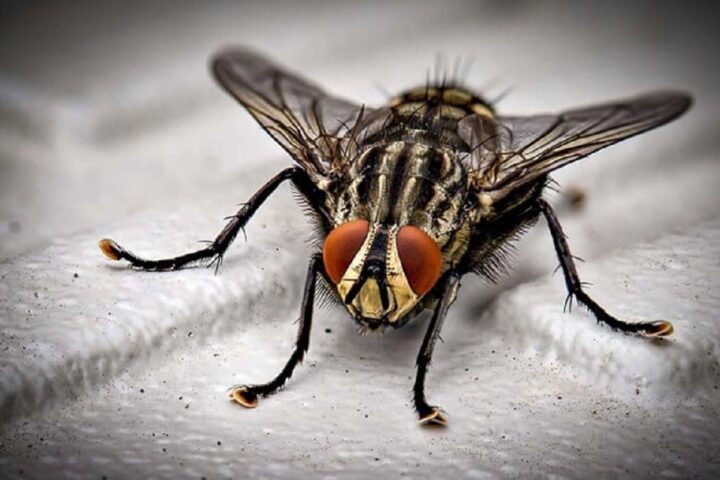 Descubre el por qué siempre se nos escapan las moscas