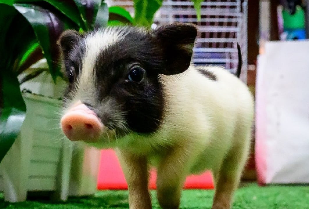 Japón: estudio revela que mamíferos pueden respirar por el ano