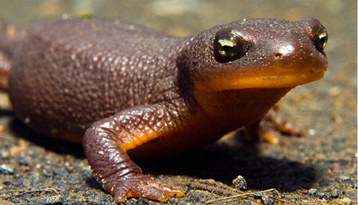 Conoce las especies escapistas que pueden sobrevivir tras ser ingeridas