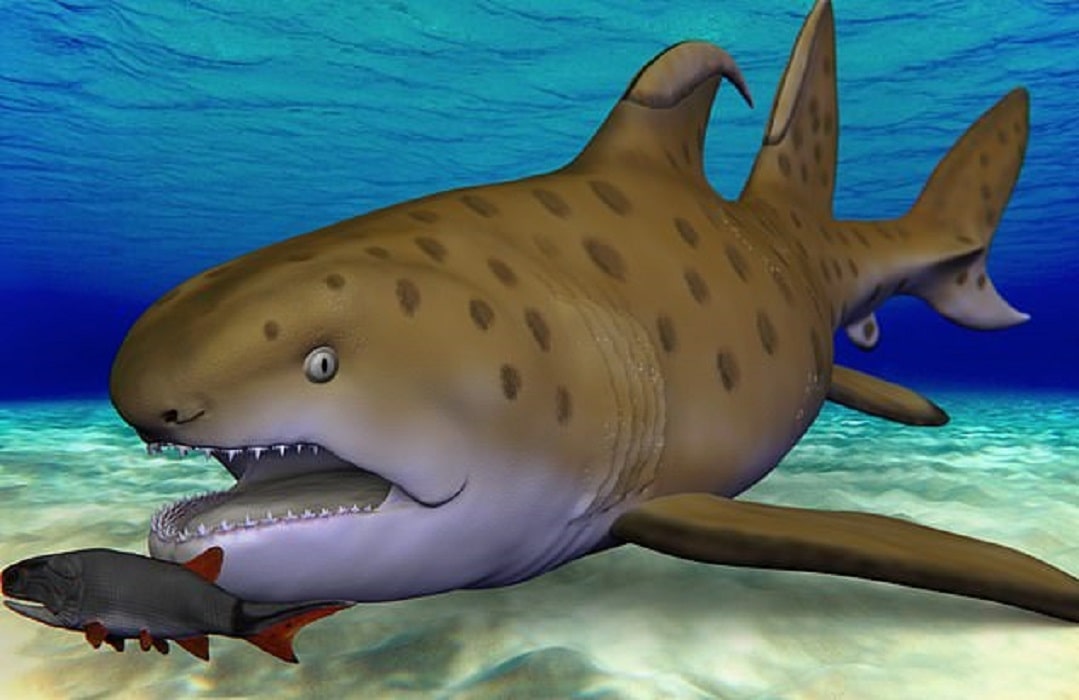Conoce el tiburón Godzilla, la bestia prehistórica más feros del mar