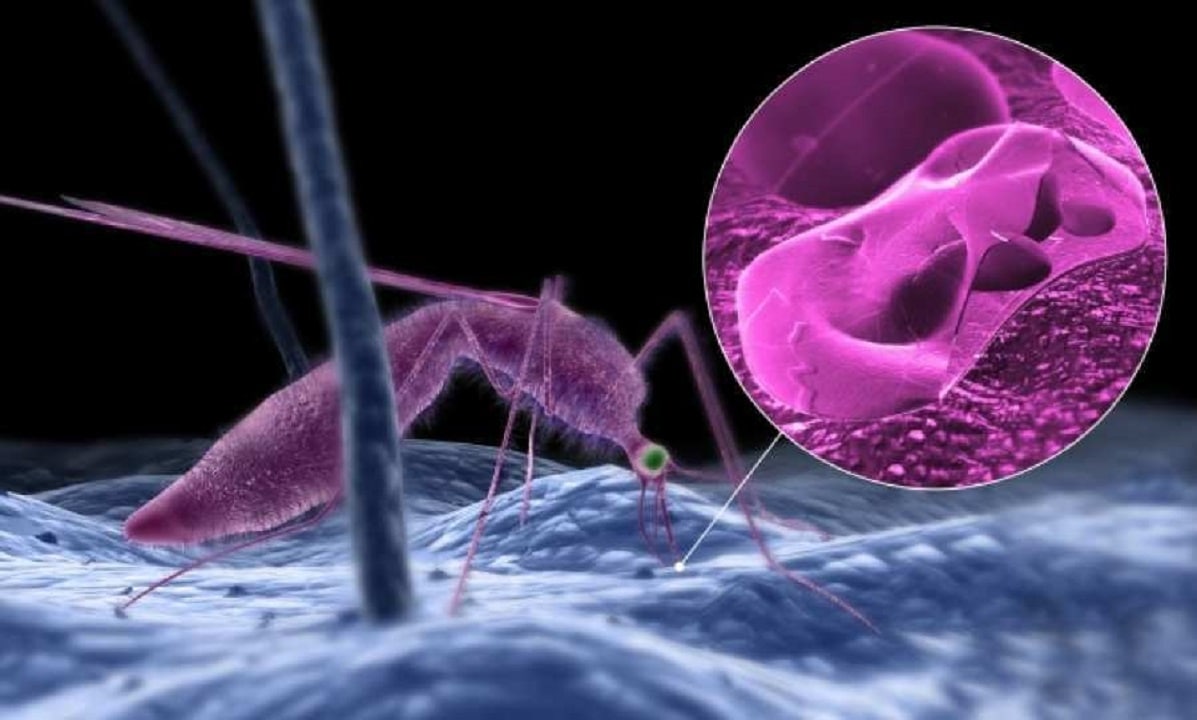 Estudio ofrece importantes datos de una vacuna contra la malaria