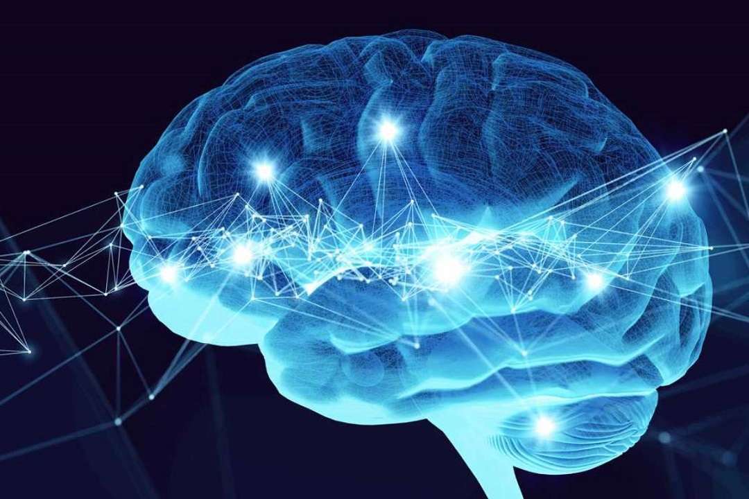Muestran en 3D los circuitos cerebrales del amor y la interacción social Neuróbica contra el Alzheimer