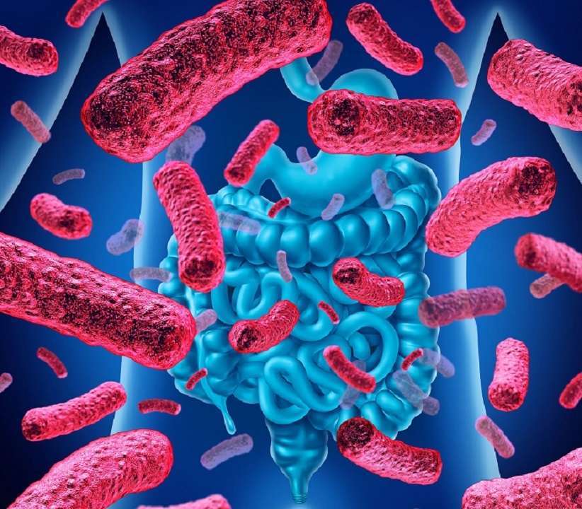 Bacterias intestinales sanas: conoce qué podemos comer y qué no