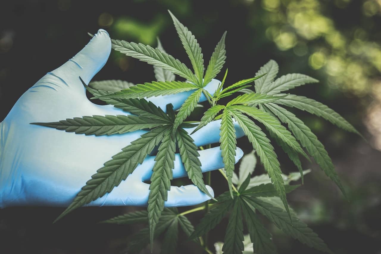 Daños de la marihuana en el cerebro