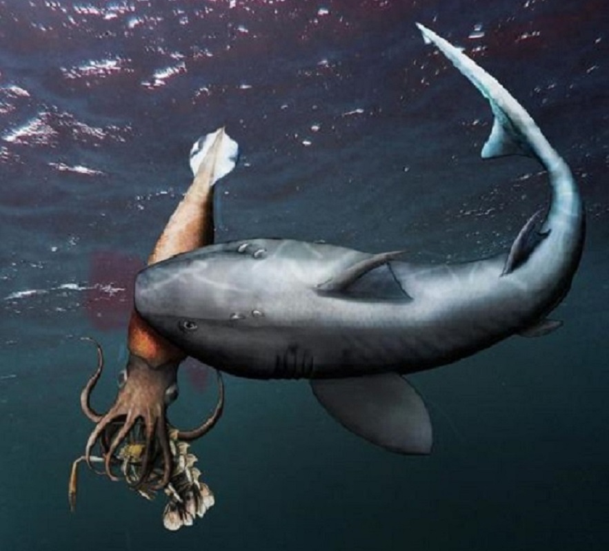 Hallan fósil de un tiburón devorando a un calamar mientras comía