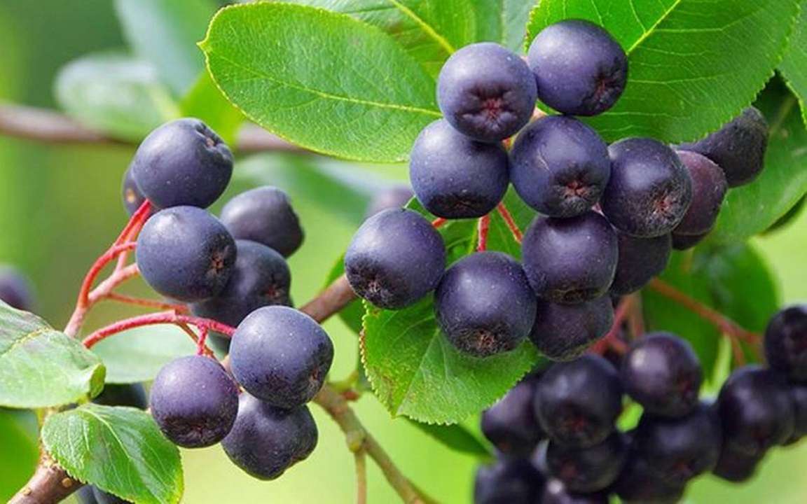 Maqui, murta y calafate: maravillosos beneficios de los frutos patagónicos