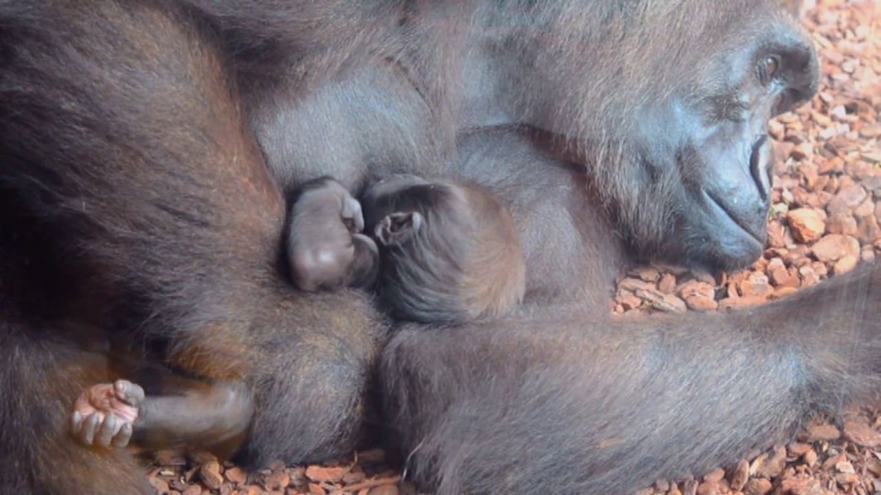 Mamás chimpancés: lloran, adoran y se toman su tiempo de autocuidado