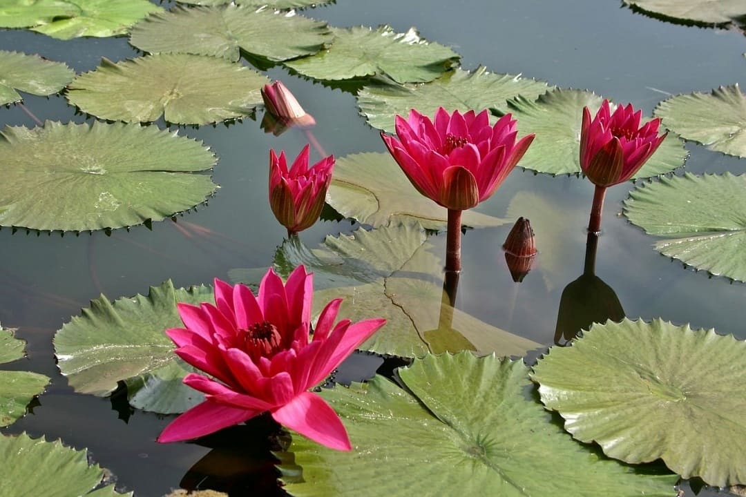 Hallan fósil de especie desconocida de planta acuática en Rumanía