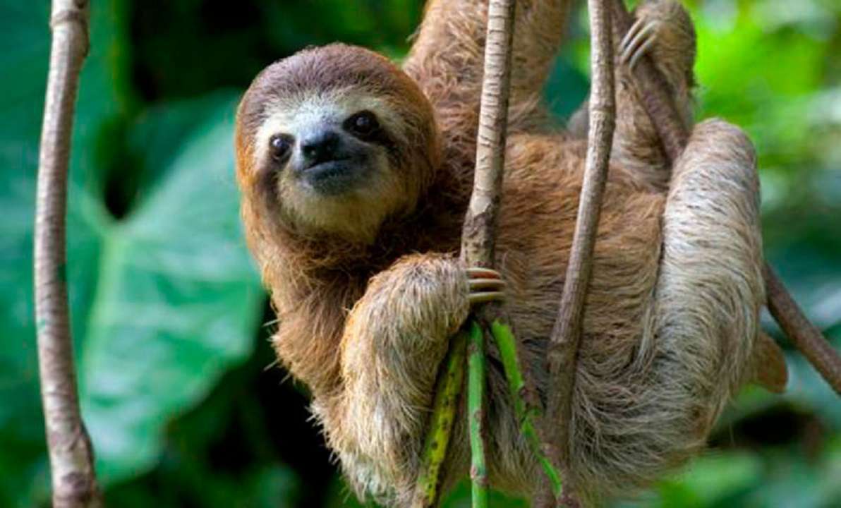 Fósil de perezoso gigante es hallado en una cueva en Caracas