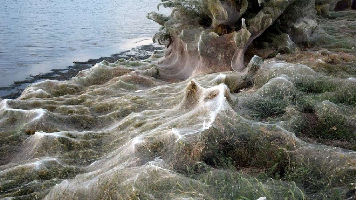 Un enorme manto de telarañas cubrió un territorio en Australia