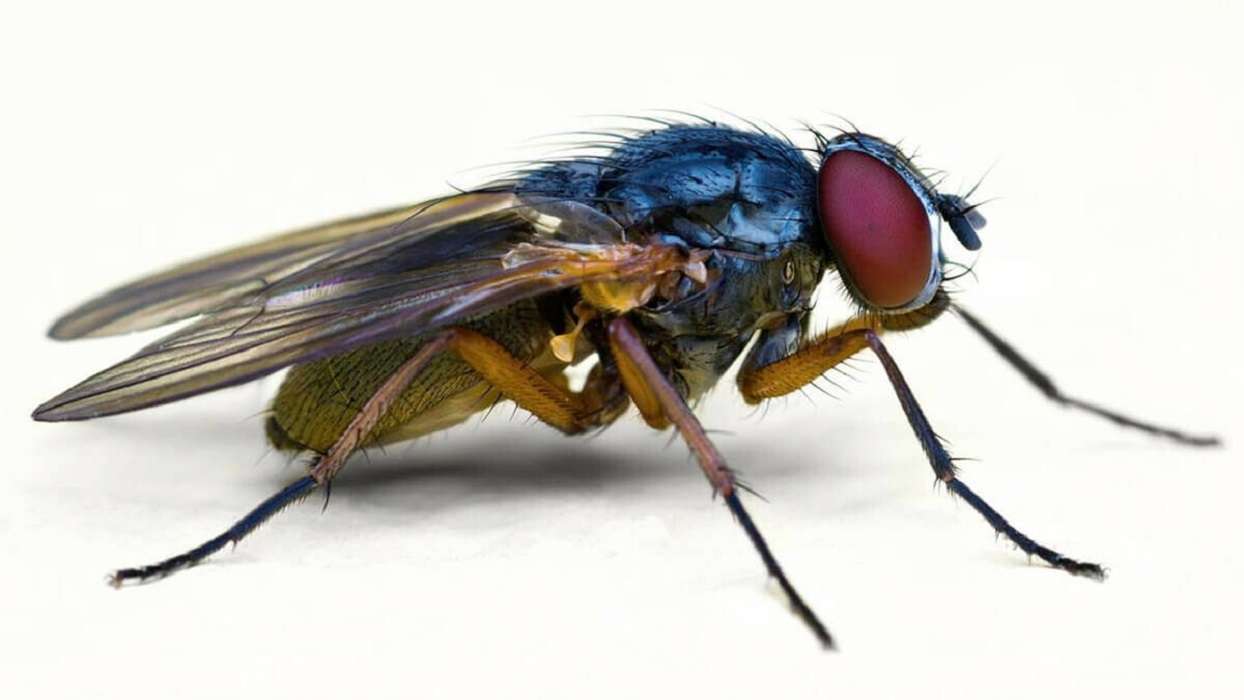 Descubre quince datos interesantes sobre las moscas que no sabías