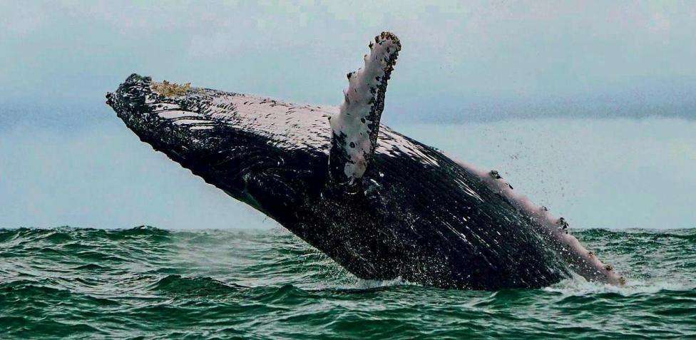 Ballena jorobada se traga a un pescador y lo escupe vivo