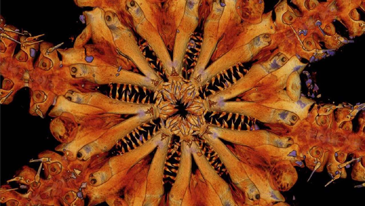 Hallan nueva especie de animal marino con muchas hileras de dientes