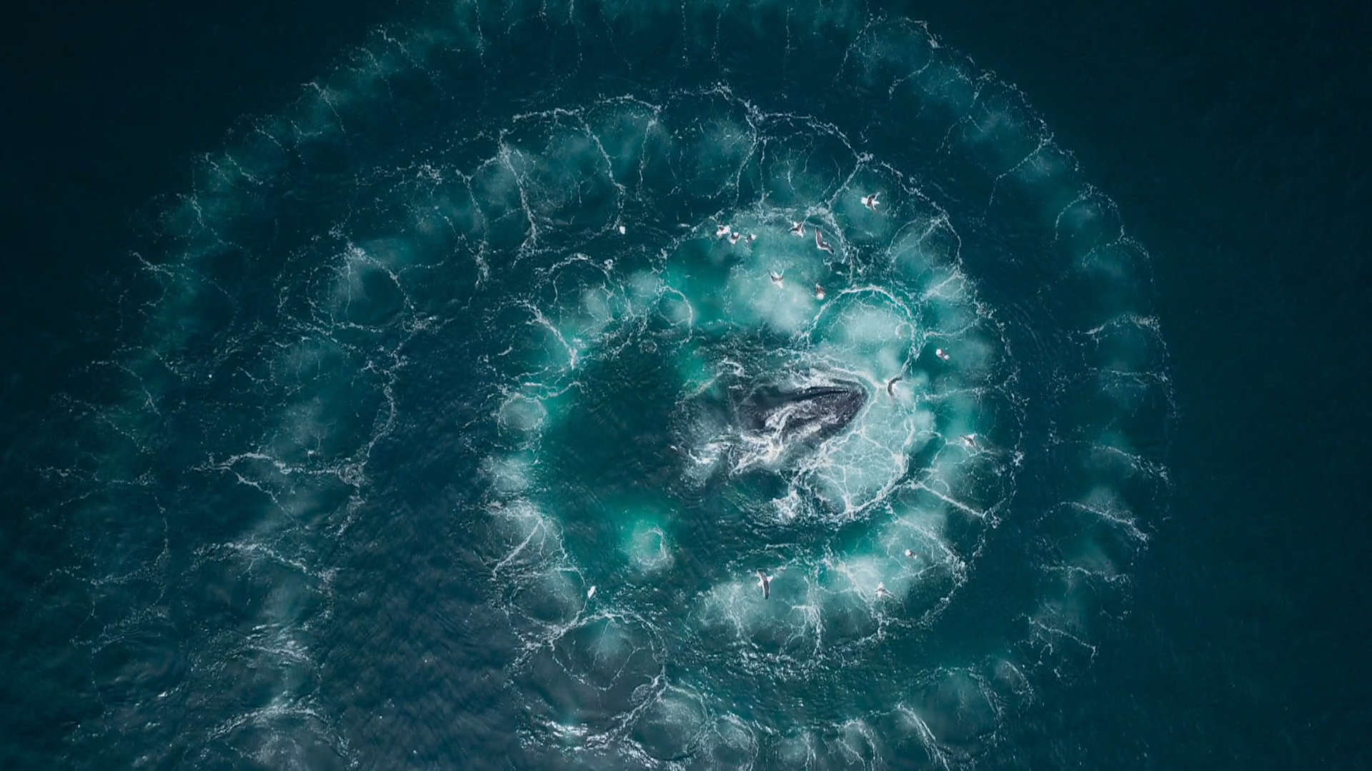 Red de burbujas: la estrategia de las ballenas jorobadas para cazar