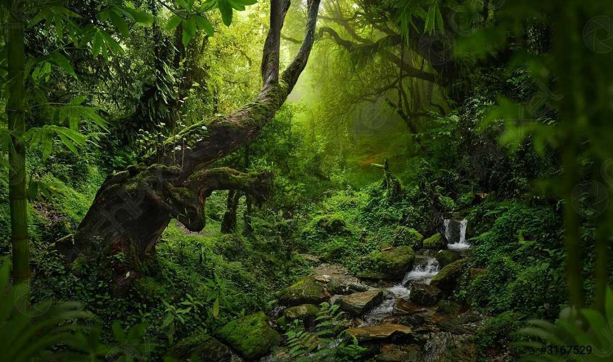 26 de junio: Día Internacional de los Bosques Tropicales