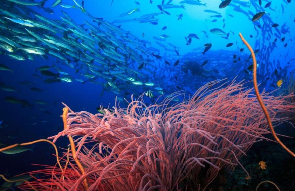 Calentamiento global: cómo ayudar a los corales y a las aves marinas