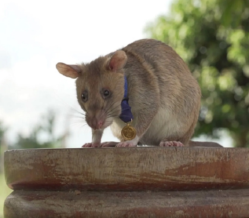 Conoce la historia de Magawa, la rata que salvó miles de vidas