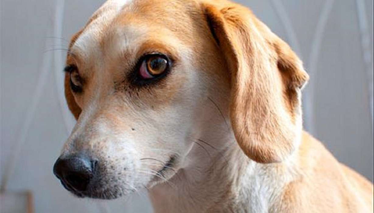 Los perros saben cuando les mentimos. No le mientas a tu mascota